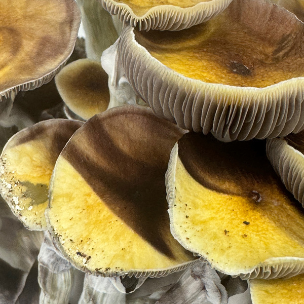 Pěstební sáček Zamnesia Ready-2-Grow „Jedi Mind Fuck“