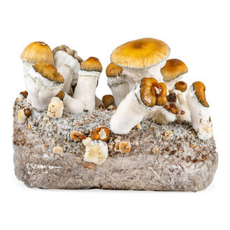 Pěstební sáček Zamnesia Ready-2-Grow „Hillbilly Pumpkin“