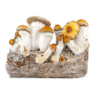 Pěstební sáček Zamnesia Ready-2-Grow „Hillbilly Pumpkin“