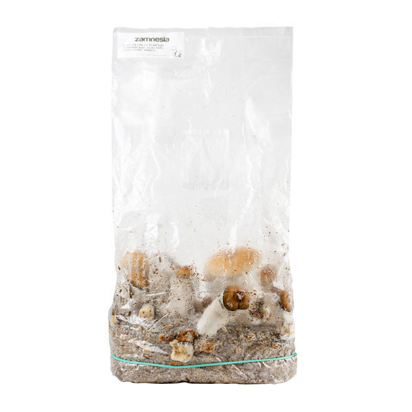 Pěstební sáček Zamnesia Ready-2-Grow „Hillbilly Pumpkin“