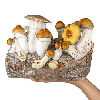 Pěstební sáček Zamnesia Ready-2-Grow „Hillbilly Pumpkin“