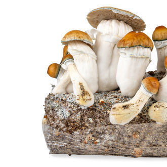 Pěstební sáček Zamnesia Ready-2-Grow „Hillbilly Pumpkin“