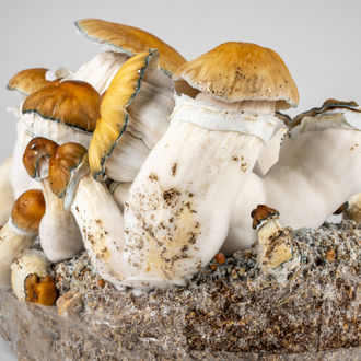 Pěstební sáček Zamnesia Ready-2-Grow „Hillbilly Pumpkin“