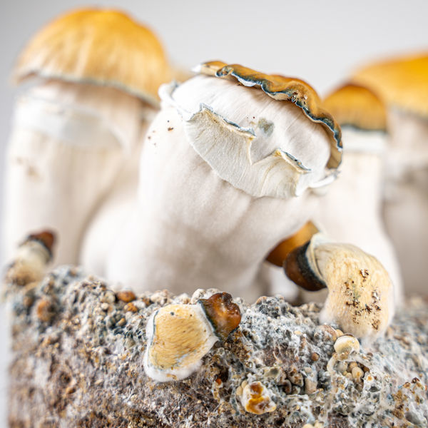 Pěstební sáček Zamnesia Ready-2-Grow „Hillbilly Pumpkin“