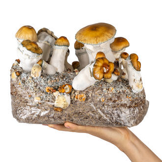 Pěstební sáček Zamnesia Ready-2-Grow „Hillbilly Pumpkin“