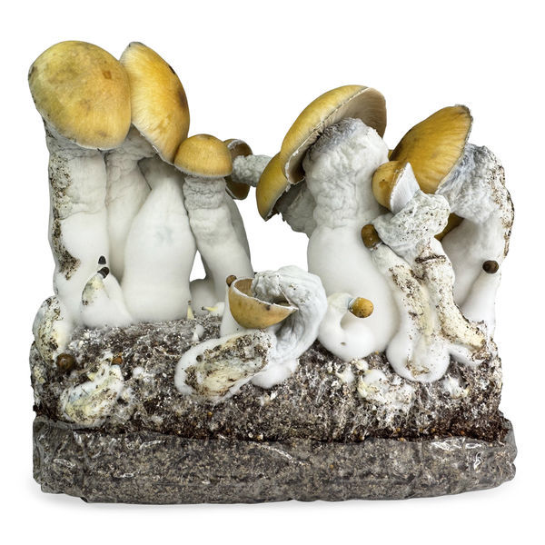 Pytel Zamnesia Ready-2-Grow „MVP“