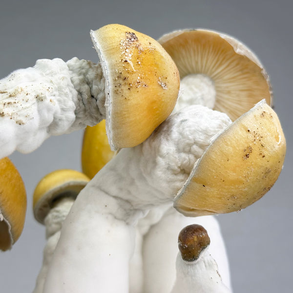 Pytel Zamnesia Ready-2-Grow „MVP“