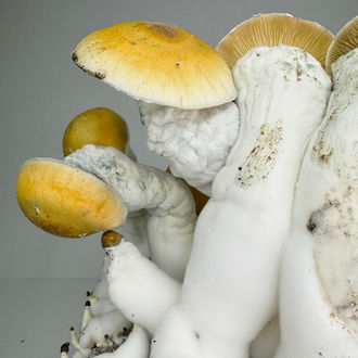 Pytel Zamnesia Ready-2-Grow „MVP“