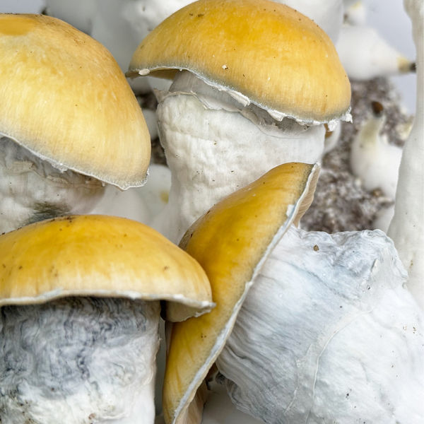 Pytel Zamnesia Ready-2-Grow „MVP“