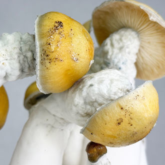 Pytel Zamnesia Ready-2-Grow „MVP“