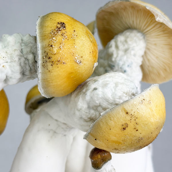 Pytel Zamnesia Ready-2-Grow „MVP“