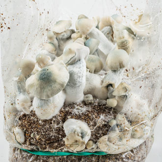 Pěstební sáček Zamnesia Ready-2-Grow „Jack Rabbit“