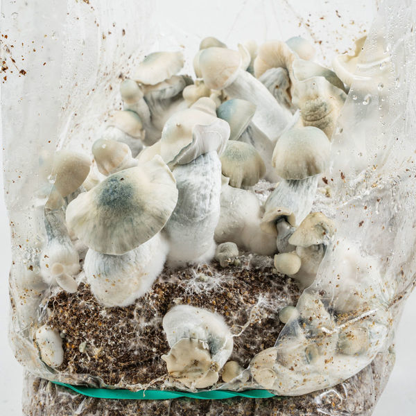 Pěstební sáček Zamnesia Ready-2-Grow „Jack Rabbit“