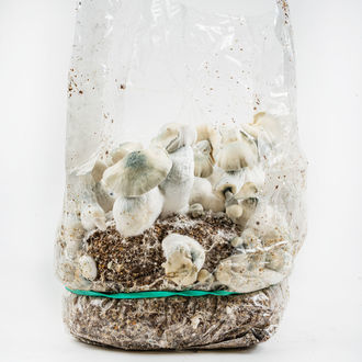 Pěstební sáček Zamnesia Ready-2-Grow „Jack Rabbit“