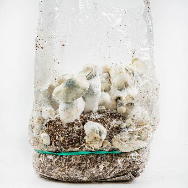 Pěstební sáček Zamnesia Ready-2-Grow „Jack Rabbit“