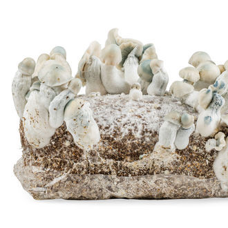 Pěstební sáček Zamnesia Ready-2-Grow „Jack Rabbit“