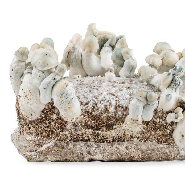 Pěstební sáček Zamnesia Ready-2-Grow „Jack Rabbit“