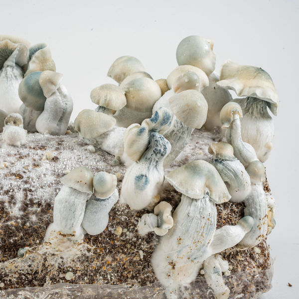 Pěstební sáček Zamnesia Ready-2-Grow „Jack Rabbit“