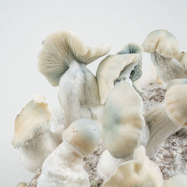 Pěstební sáček Zamnesia Ready-2-Grow „Jack Rabbit“