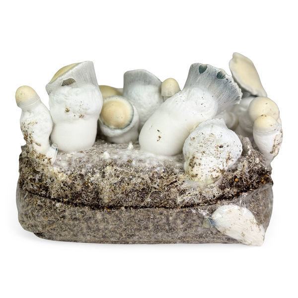 Pěstební sáček Zamnesia Ready-2-Grow „Jack Rabbit“