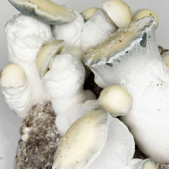 Pěstební sáček Zamnesia Ready-2-Grow „Jack Rabbit“