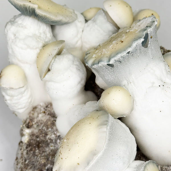 Pěstební sáček Zamnesia Ready-2-Grow „Jack Rabbit“