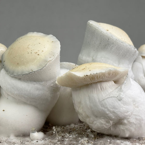 Pěstební sáček Zamnesia Ready-2-Grow „Jack Rabbit“