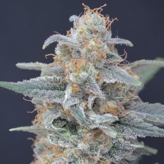 Honeyed Cream Dream (Pure Instinto) feminizovan&aacute;