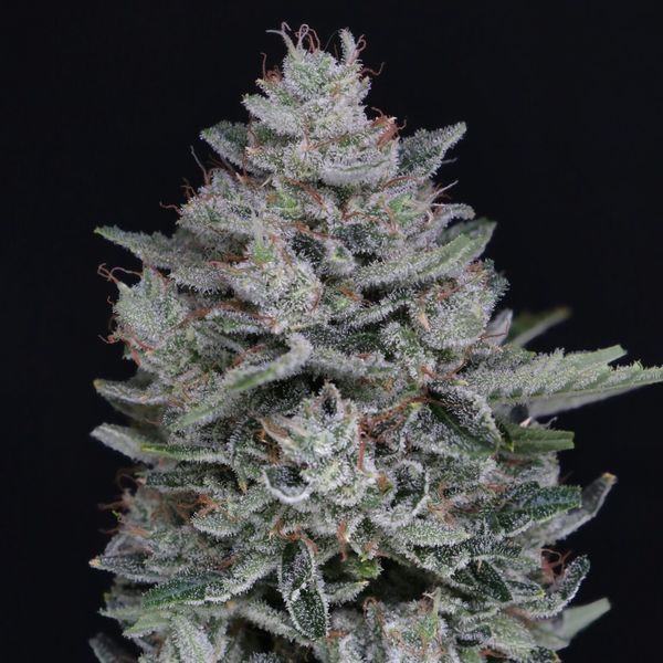 MAC² Auto (Pure Instinto) feminizovaná