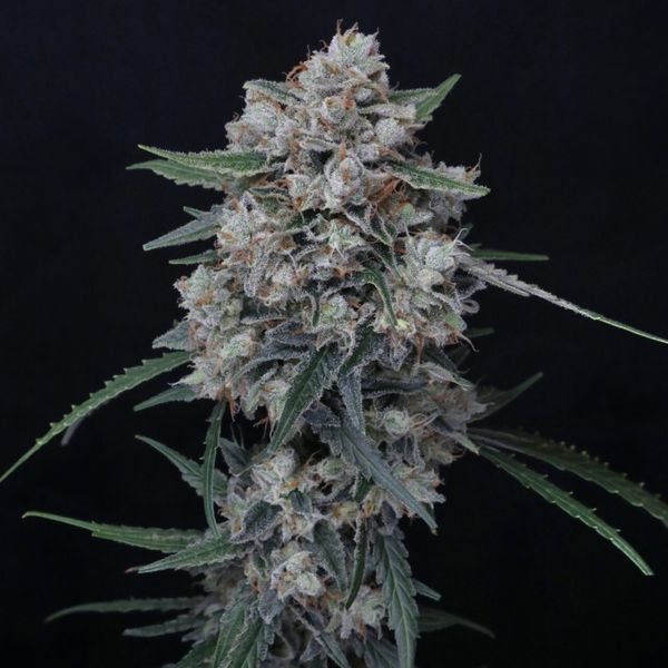 Whipped Runtz Auto (Pure Instinto) feminizovaná