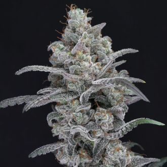 Chimera Crasher (Pure Instinto) Feminizovan&aacute;