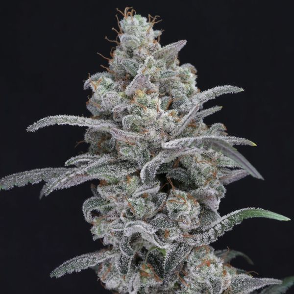 Chimera Crasher (Pure Instinto) Feminizovaná