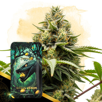 Citrus Venom Samonakv&eacute;tac&iacute; (Zamnesia Seeds) feminizovan&aacute;