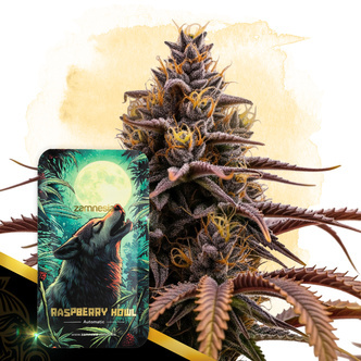 Raspberry Howl Samonakv&eacute;tac&iacute; (Zamnesia Seeds) feminizovan&aacute;