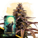 Raspberry Howl Samonakvétací (Zamnesia Seeds) feminizovaná