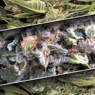 Auto Collection Pack 1 (Paradise Seeds) feminizovan&aacute;