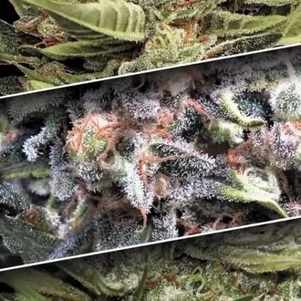 Auto Collection Pack 1 (Paradise Seeds) feminizovan&aacute;