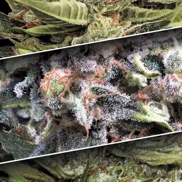 Auto Collection Pack 1 (Paradise Seeds) feminizovaná