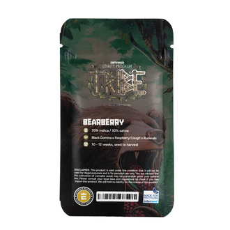 Bearberry Samonakvétací (Zamnesia Seeds) feminizovaná