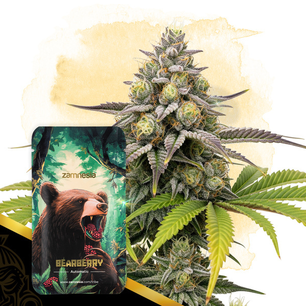 Bearberry Samonakvétací (Zamnesia Seeds) feminizovaná