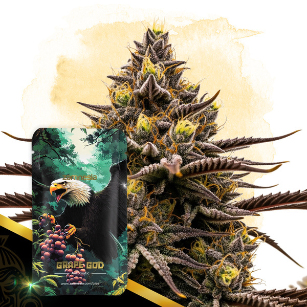 Grape God Samonakvétací (Zamnesia Seeds) feminizovaná