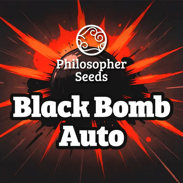 Black Bomb Auto (Philosopher Seeds) feminizovaná
