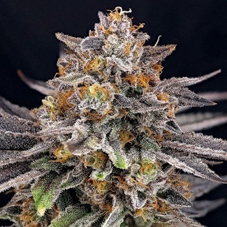 CandyGaz (Ripper Seeds) feminizovan&aacute;