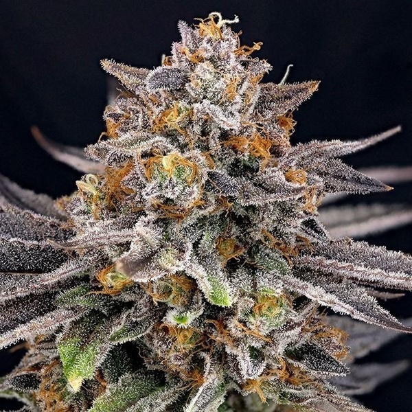 CandyGaz (Ripper Seeds) feminizovaná