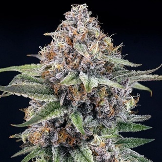 EyeBallz (Ripper Seeds) feminizovan&aacute;