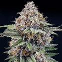 EyeBallz (Ripper Seeds) feminizovaná