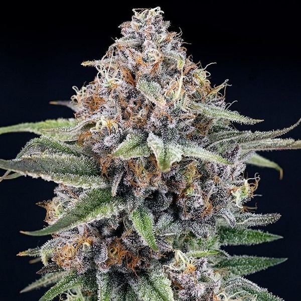 EyeBallz (Ripper Seeds) feminizovaná
