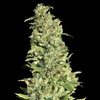High Level (Eva Seeds) feminizovan&aacute;