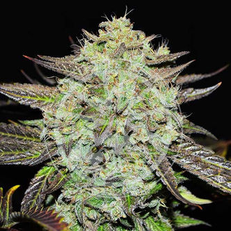 Purple Mango Kush (Delicious Seeds) feminizovan&aacute;