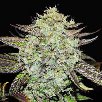 Purple Mango Kush (Delicious Seeds) feminizovan&aacute;